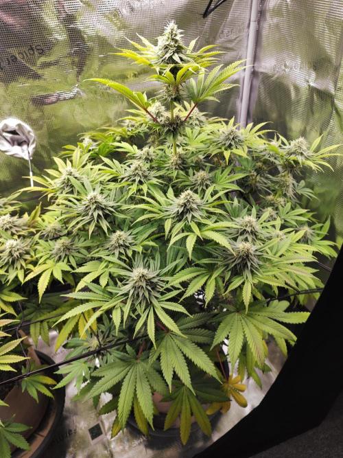 Hulk Berry 1. Grow. Week 12 - Pflanze 2