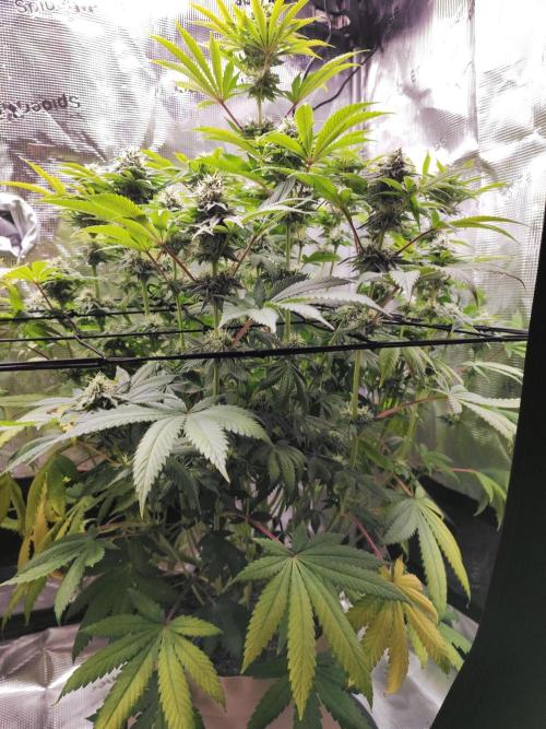 Hulk Berry 1. Grow. Week 12 - Pflanze 2