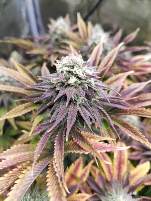 Hulk Berry 1. Grow. Week 13 - Pflanze 1