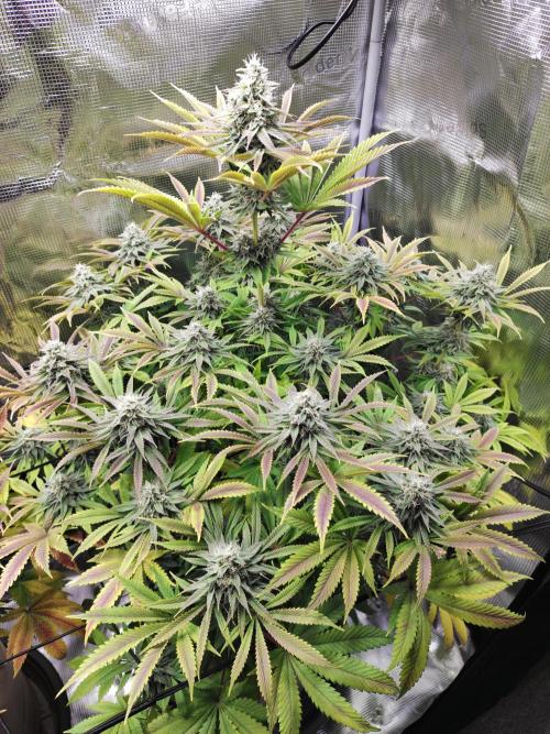 Hulk Berry 1. Grow. Week 13 - Pflanze 2