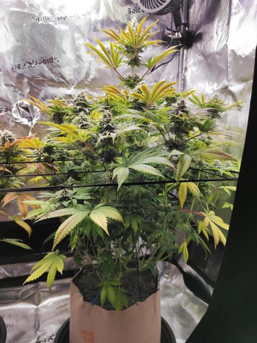 Hulk Berry 1. Grow. Week 13 - Pflanze 2