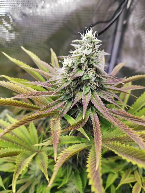 Hulk Berry 1. Grow. Week 13 - Pflanze 2