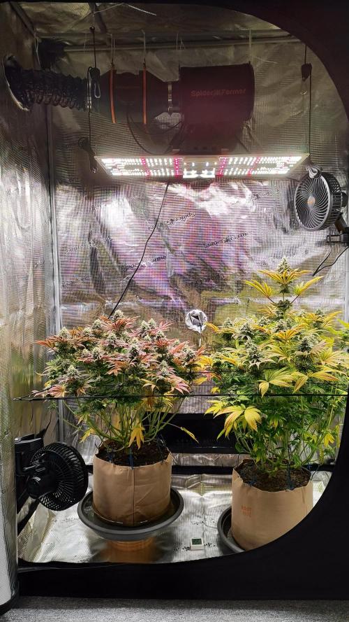 Hulk Berry 1. Grow. Week 13 - Setup