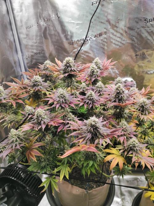 Hulk Berry 1. Grow. Week 14 - Pflanze 1