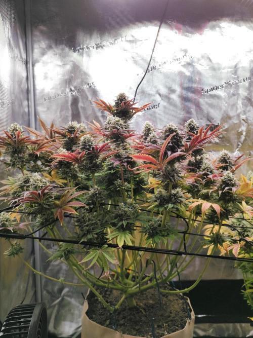 Hulk Berry 1. Grow. Week 14 - Pflanze 1