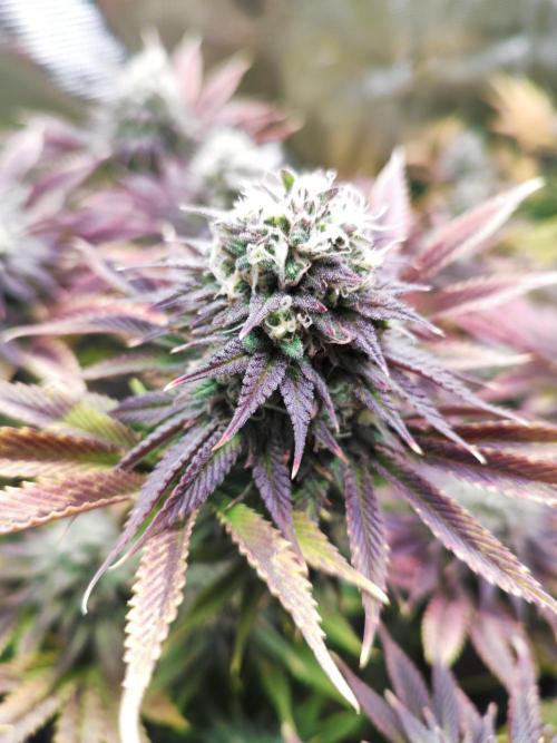 Hulk Berry 1. Grow. Week 14 - Pflanze 1