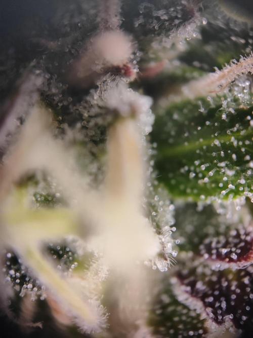 Hulk Berry 1. Grow. Week 14 - Pflanze 1