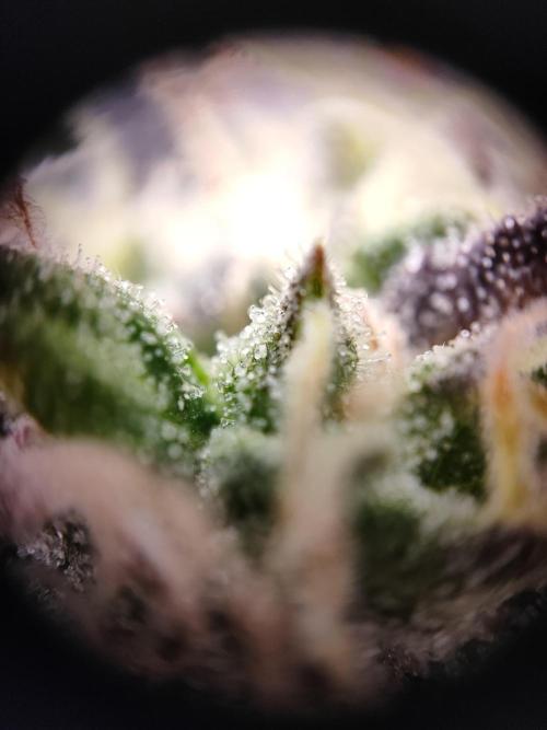 Hulk Berry 1. Grow. Week 14 - Pflanze 1