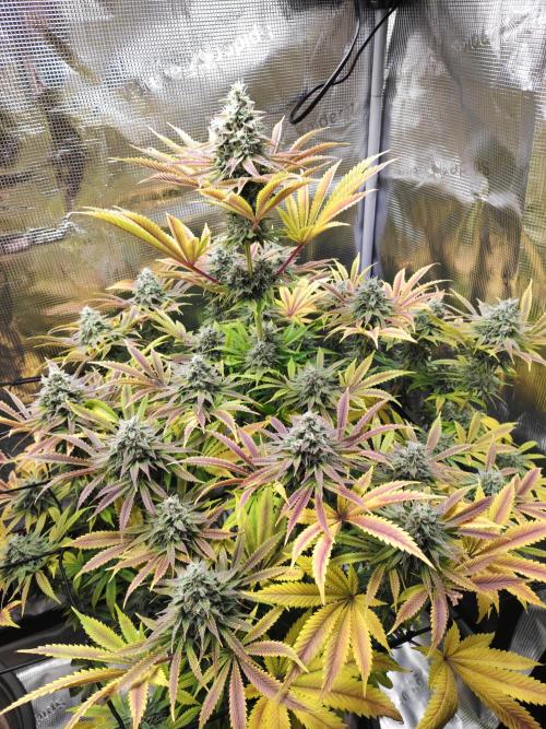 Hulk Berry 1. Grow. Week 14 - Pflanze 2