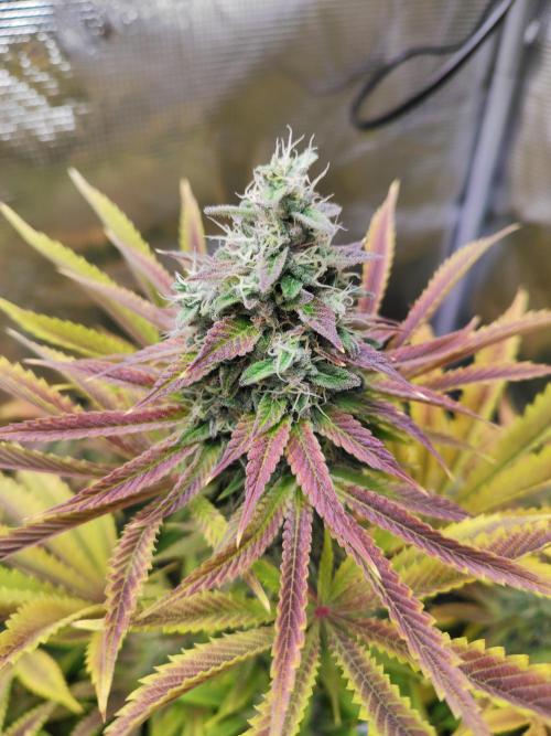 Hulk Berry 1. Grow. Week 14 - Pflanze 2