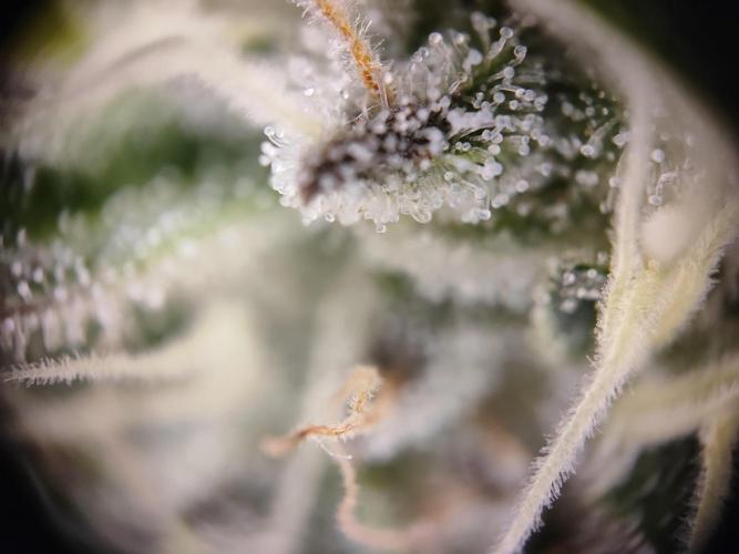 Hulk Berry 1. Grow. Week 14 - Pflanze 2