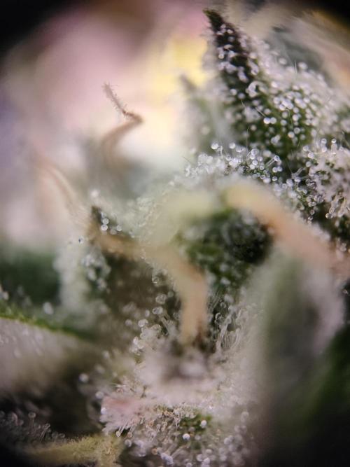 Hulk Berry 1. Grow. Week 14 - Pflanze 2