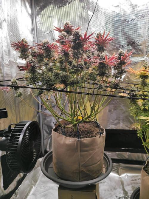 Hulk Berry 1. Grow. Week 15 - Pflanze 1