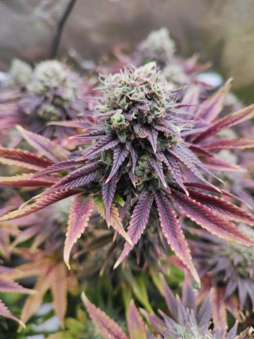 Hulk Berry 1. Grow. Week 15 - Pflanze 1