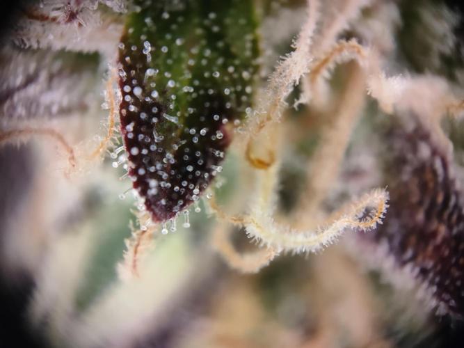 Hulk Berry 1. Grow. Week 15 - Pflanze 1