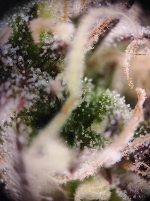 Hulk Berry 1. Grow. Week 15 - Pflanze 1