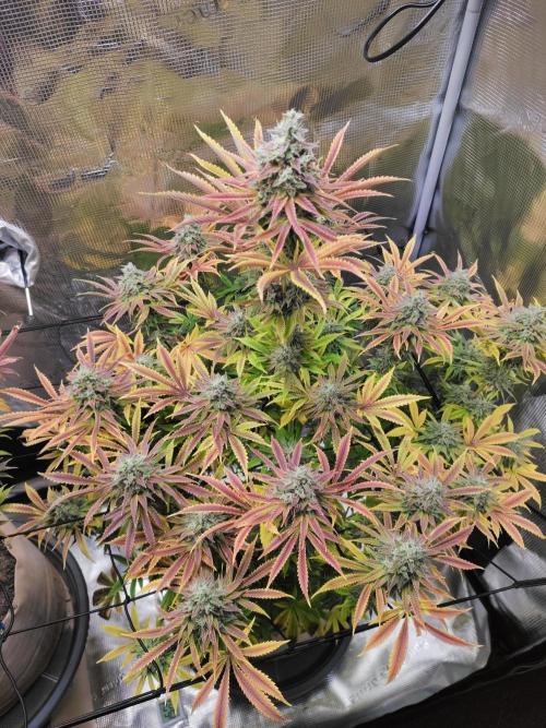 Hulk Berry 1. Grow. Week 15 - Pflanze 2