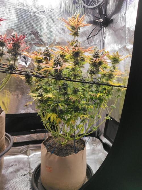 Hulk Berry 1. Grow. Week 15 - Pflanze 2