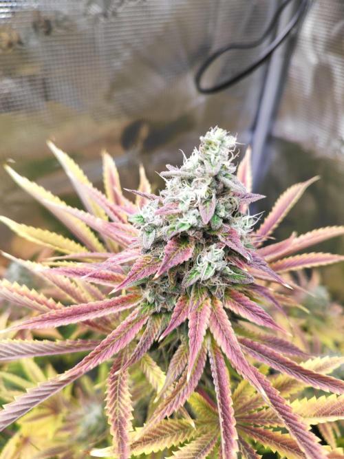 Hulk Berry 1. Grow. Week 15 - Pflanze 2