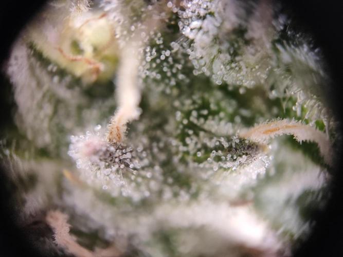 Hulk Berry 1. Grow. Week 15 - Pflanze 2