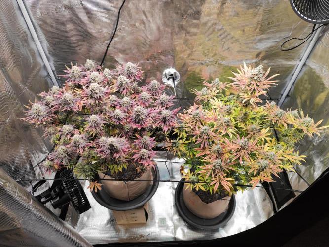 Hulk Berry 1. Grow. Week 16 - Beide Pflanzen zur Ernte