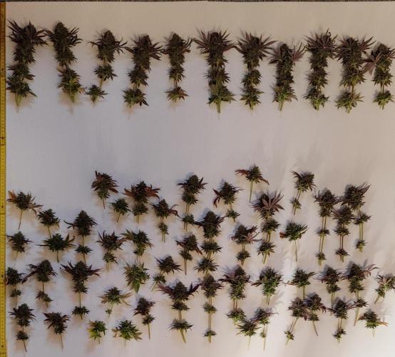 Hulk Berry 1. Grow. Week 16 - Pflanze 1