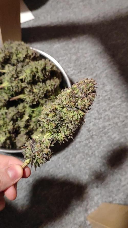 Hulk Berry 1. Grow