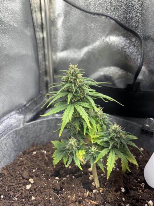 OpenGrowBox MicroGrowing. Week 8