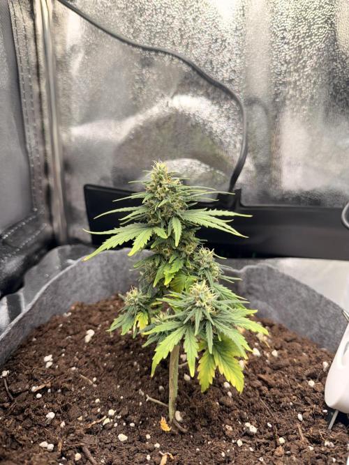 OpenGrowBox MicroGrowing. Week 8