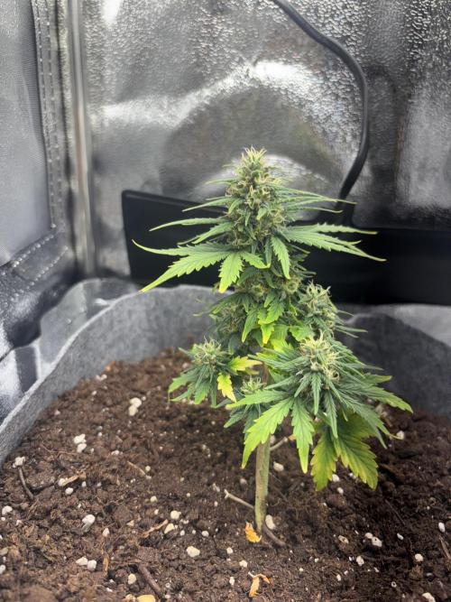 OpenGrowBox MicroGrowing. Week 8