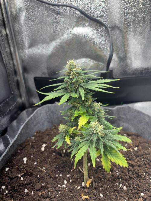 OpenGrowBox MicroGrowing. Week 8