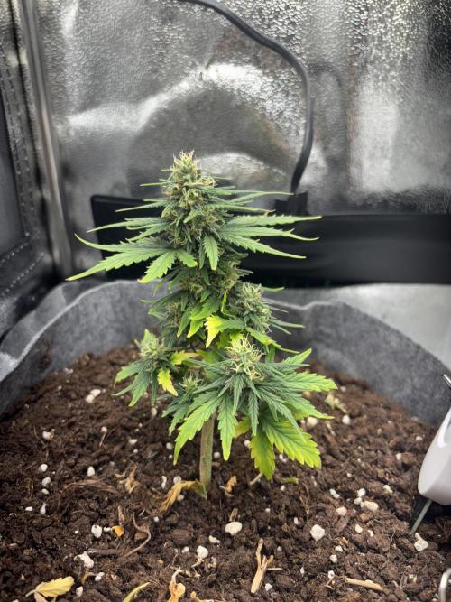 OpenGrowBox MicroGrowing. Week 8