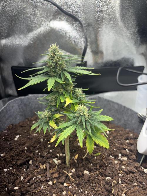 OpenGrowBox MicroGrowing. Week 8