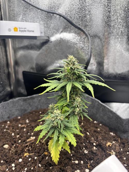 OpenGrowBox MicroGrowing. Week 9