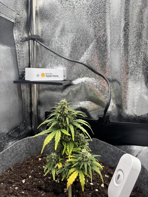 OpenGrowBox MicroGrowing. Week 9