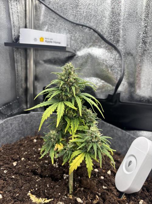 OpenGrowBox MicroGrowing. Week 9