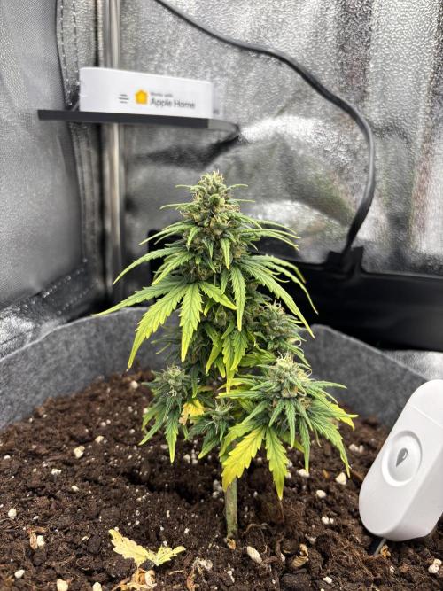 OpenGrowBox MicroGrowing. Week 9