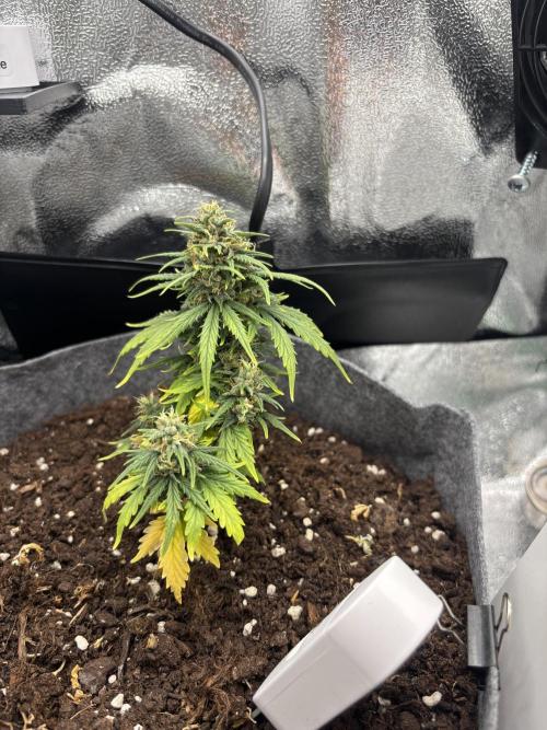 OpenGrowBox MicroGrowing. Week 9