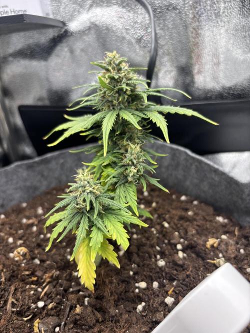 OpenGrowBox MicroGrowing. Week 9