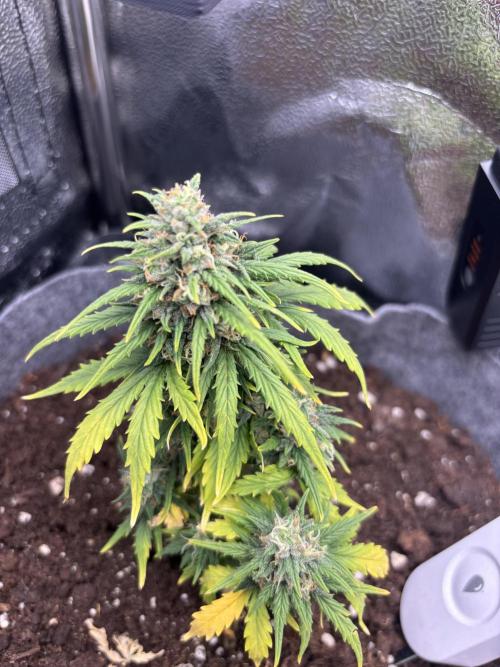 OpenGrowBox MicroGrowing. Week 9