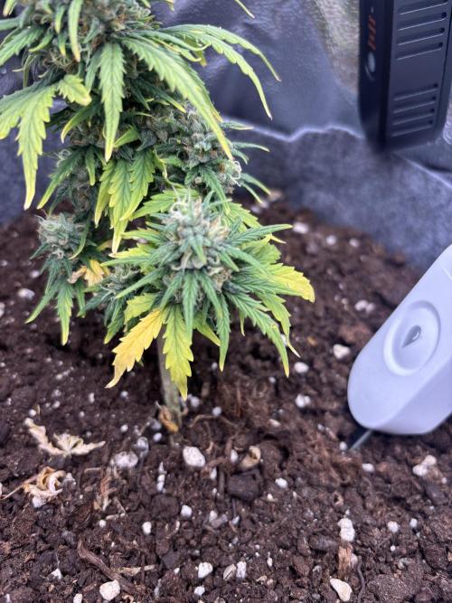 OpenGrowBox MicroGrowing. Week 9