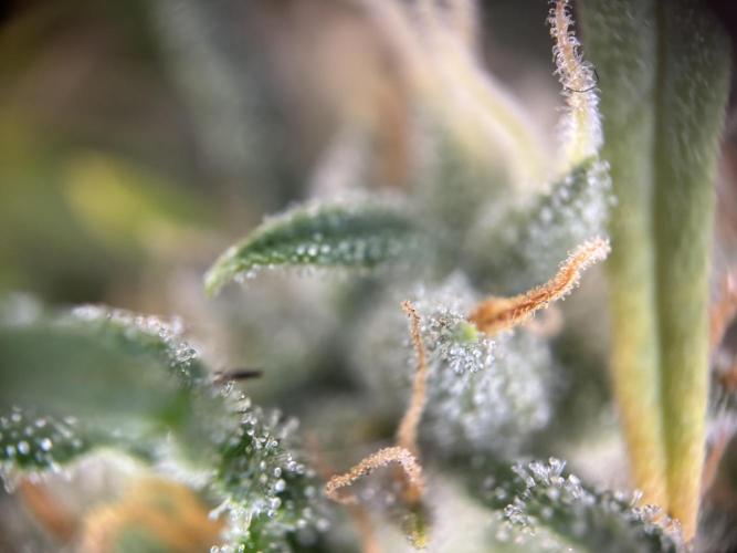 OpenGrowBox MicroGrowing. Week 9