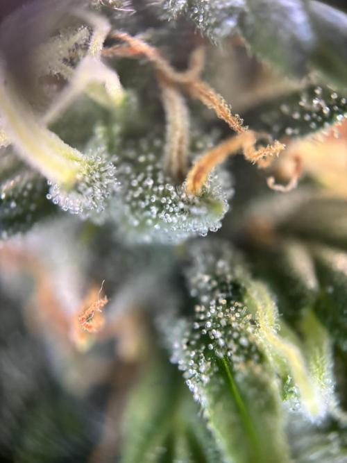 OpenGrowBox MicroGrowing. Week 9