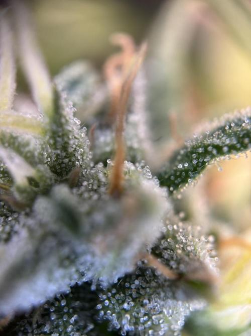 OpenGrowBox MicroGrowing. Week 9