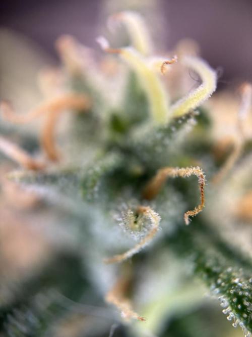 OpenGrowBox MicroGrowing. Week 9