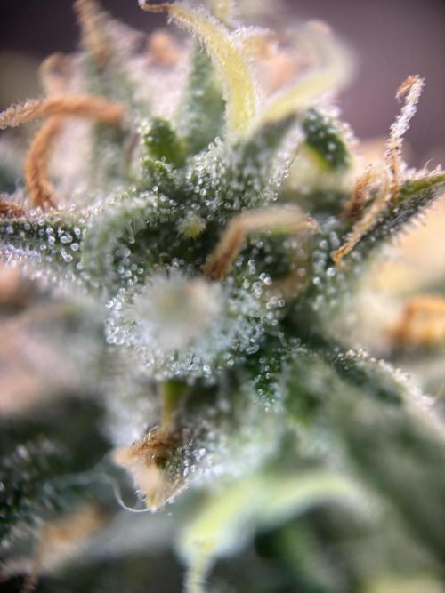 OpenGrowBox MicroGrowing. Week 9