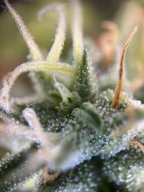 OpenGrowBox MicroGrowing. Week 9