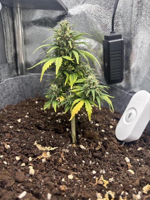 OpenGrowBox MicroGrowing. Week 9