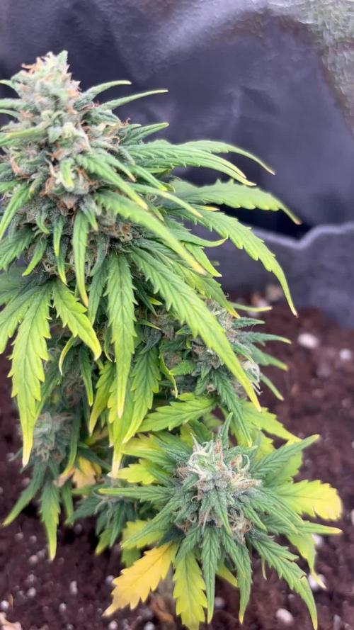 OpenGrowBox MicroGrowing