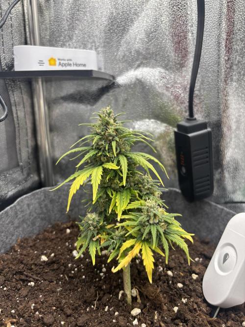 OpenGrowBox MicroGrowing. Week 10